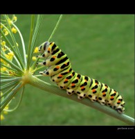 /album/a/vidlochvost-feniklovy-papilio-machaon-1-jpg/